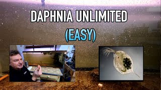 How I Raise Daphnia Water Fleas And You Can Too [upl. by Sardella]