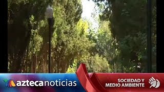 Aprende a plantar un árbol para reforestar [upl. by Anwahsar522]