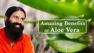 Amazing Benefits Of Aloe Vera Ghritkumari For Skin Hair amp Health [upl. by Ajnat]