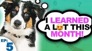 Puppy Training Expectations And Goals For The First Month [upl. by Ayocat]