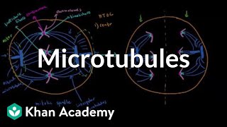 Microtubules  Cells  MCAT  Khan Academy [upl. by Ayekehs839]