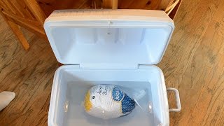 How to Quickly Thaw a Frozen Turkey [upl. by Alleyn]