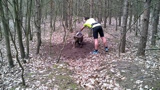 Trapped Mouflon wild sheep Rescued By Jogger  ViralHog [upl. by Aicnorev]