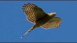 Sparrowhawk Bird Call Bird Song [upl. by Eohce]