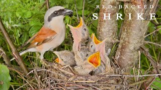 Redbacked shrike Birds in breeding season Bird nest with five chicks [upl. by Bysshe]