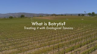 What is Botrytis Treating it with Enological Tannins [upl. by Iverson547]