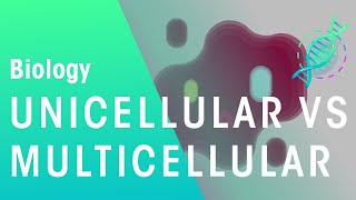 Unicellular vs Multicellular  Cells  Biology  FuseSchool [upl. by Tillfourd]