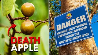 Manchineel Tree The Deadliest Tree On Earth [upl. by Plume928]