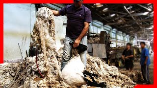 🧶🐑 Modern SHEEP FARMING Technologies  Wool Processing Factory  Sheep Shearing [upl. by Knighton973]