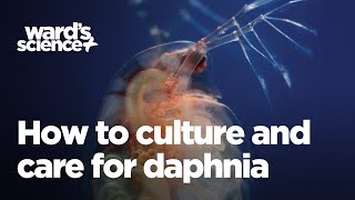 Caring and Culturing for Daphnia [upl. by Ahmar]