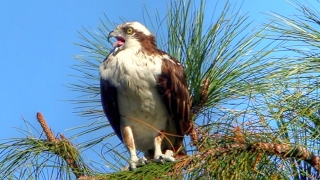 Amazing Osprey Calls  Up Close [upl. by Esoj]