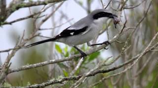 Loggerhead Shrike  the Butcher Bird in action [upl. by Ingeberg]