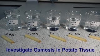 Osmosis Required Practical GCSE Biology [upl. by Hereld]