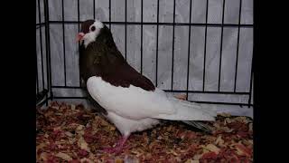 Different Types of Pigeon Breeds Ep9 The Bohemian pouter [upl. by Anilec]