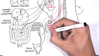 Neurology  Autonomic Nervous System [upl. by Geibel]