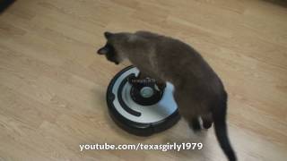 Cat shows HOW TO use iRobot Roomba Vacuum [upl. by Papst]