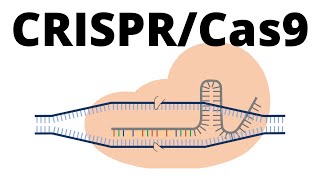 How CRISPR lets you edit DNA  Andrea M Henle [upl. by Lugo57]