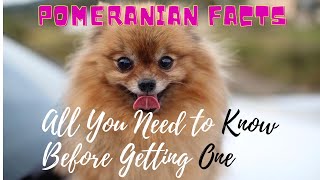 Facts About Pomeranian Dogs 101All You Need to Know [upl. by Lemrahs275]