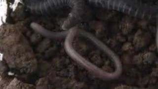 baby caecilians feeding [upl. by Romy700]