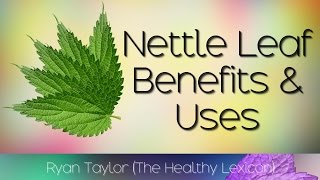 Nettle Leaf Benefits and Uses [upl. by Emanuele]