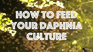 How To Feed Your Daphnia Culture [upl. by Annorah]