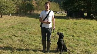 Gundog training The basics and benefits [upl. by Granoff579]