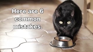 Cat Nutrition The Food The Bad amp The Ugly Part 1 Dry Food [upl. by Ardnosac488]