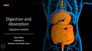 Digestion and Absorption  Digestive System [upl. by Trela]