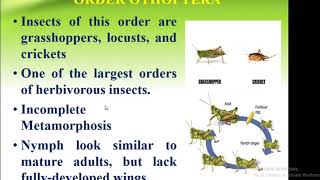 Classification Of Insect Order Orthoptera  Forest Education [upl. by Kassaraba382]