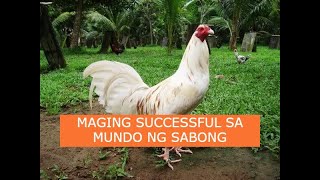 Sabong tips MAGING SUCCESSFUL SA MUNDO NG SABONG [upl. by Eneroc]