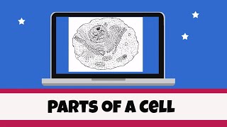 Cell Organelles and their functions [upl. by Hgielac]