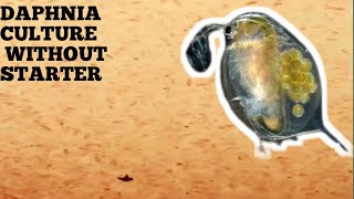 HOW TO CULTURE DAPHNIA NATURALLY WITHOUT A STARTER [upl. by Fugate]