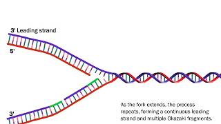 DNA Replication The Process Simplified [upl. by Gavra]