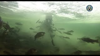 Winter Stocking of 16000 Trout at Eleven Mile Reservoir [upl. by Adnohsar620]