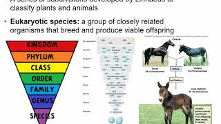 2117 Chapter 10  Classification of Microorganisms [upl. by Blau]