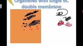 Structure and Function of Organelles 2016 IB Biology [upl. by Blackington183]