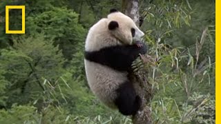 Elusive Giant Panda  National Geographic [upl. by Ardeed619]