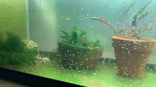 Daphnia Culturing Snails or no snails [upl. by Riti]