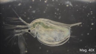 Daphnia magna under the Microscope [upl. by Jethro]