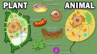 PLANT VS ANIMAL CELLS [upl. by Ben]