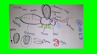 Introduction to Insect Anatomy [upl. by Ettenyl602]