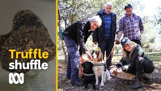 Truffle hunting is like digging for tasty treasure  ABC Australia [upl. by Jordon]