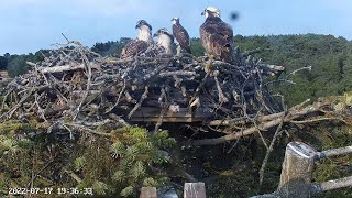 Poole Harbour Osprey Nest Site 2 [upl. by Noizneb]