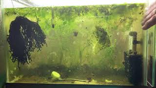 Scuds Daphnia Cherry Shrimp Copepods My aquatic food culture [upl. by Ibok559]