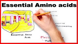 Essential Amino Acids  Easiest way to remember mnemonic series 7 [upl. by Anasxor]