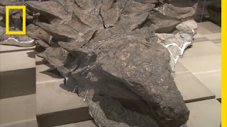 Newly Unveiled Dinosaur Fossil is Best Preserved Of Its Kind  National Geographic [upl. by Llenreb]