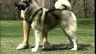 Norwegian Elkhound  AKC Dog Breed Series [upl. by Christa]