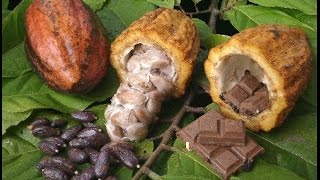 Cómo sembrar y convertir el Cacao en Chocolate  TvAgro por Juan Gonzalo Angel [upl. by Emmye]