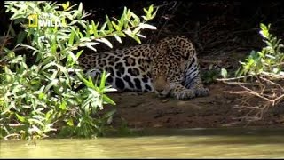 Les Fauves dAmazonie  Documentaire animalier Nat Géo Wild [upl. by Quintina]