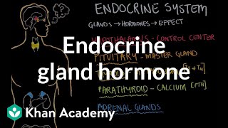 Endocrine gland hormone review  Endocrine system physiology  NCLEXRN  Khan Academy [upl. by Nyrual]